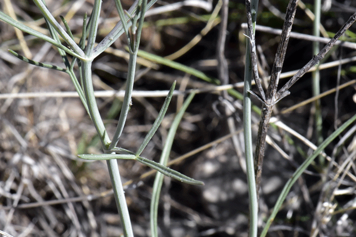 Hopi Tea Greenthread has light green leaves growing mostly along lower ½ to ¾ of the stems; the leaves are pinnately divided into linear to filiform lobes and arranged oppositely along stems. Thelesperma megapotamicum